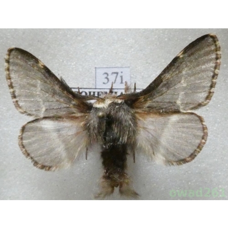 Poecilocampa populi (Linnaeus, 1758) male Czech37i